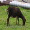 St. Kilda Sheep